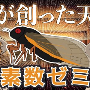 【ゆっくり解説】人智を超えた数学の天才！？素数ゼミ【へんないきもの#62】