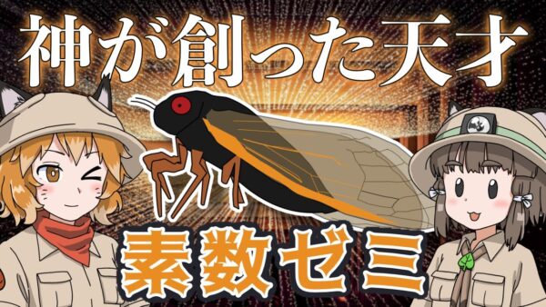 【ゆっくり解説】人智を超えた数学の天才！？素数ゼミ【へんないきもの#62】