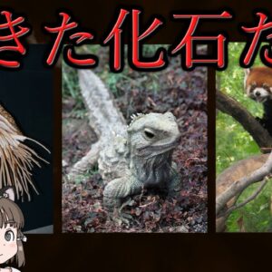 【ゆっくり解説】現代に生きる「生きた化石」8選
