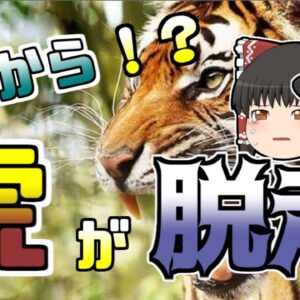 【ゆっくり解説】お寺の虎が脱走 町はパニックに...『君津神野寺虎脱走』