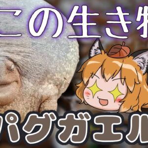 【ゆっくり解説】おじさんに見える珍生物！パグガエル【へんないきもの#61】