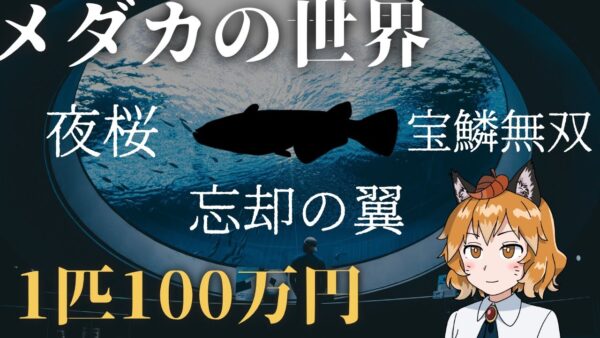 【ゆっくり解説】カッコ良すぎ＆高級メダカの品種10選