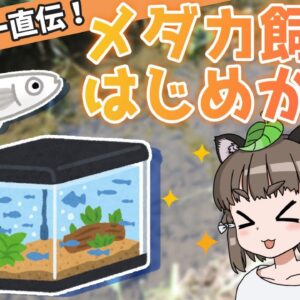【ゆっくり解説】「メダカ飼育の始め方」ブリーダー直伝の飼育方法