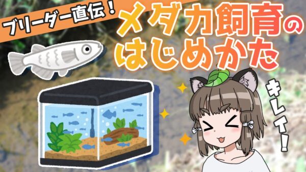 【ゆっくり解説】「メダカ飼育の始め方」ブリーダー直伝の飼育方法