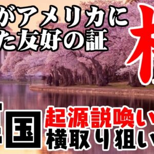 韓国起源説、日本を侮辱！ワシントンの桜の横取り狙い【ゆっくり解説】