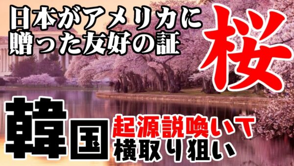 韓国起源説、日本を侮辱！ワシントンの桜の横取り狙い【ゆっくり解説】