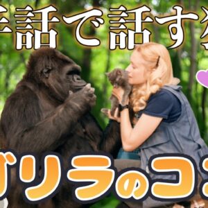 【ゆっくり解説】手話が使えるゴリラ「ココ」が起こした奇跡
