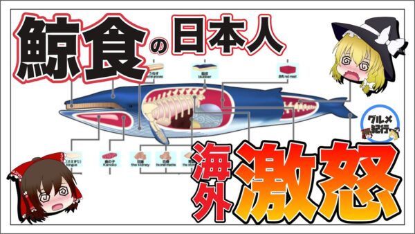 【ゆっくり解説】クジラを食べる日本人を海外が大批判する理由について 鯨食の歴史