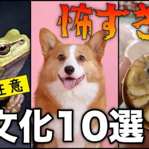 【ゆっくり解説】世界の衝撃的な食事10選について 恐ろしい食文化をまとめてみた