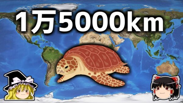 【ゆっくり解説】長距離でも絶対に迷わないGPS搭載生物「ウミガメ」