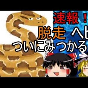 速報！ヘビ脱走ついにみつかる！ゆっくり解説