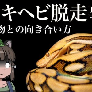 【ゆっくり解説】「アミメニシキヘビ脱走事件」で学ぶ