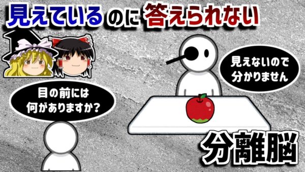 【ゆっくり解説】右脳と左脳を切断することにより起こる不可思議な現象－分離脳－