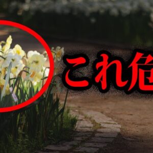 【ゆっくり解説】絶対近づくな！身近にある危険植物10選