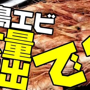 韓国、意味不明の独島エビ20万匹大量放流【ゆっくり解説】