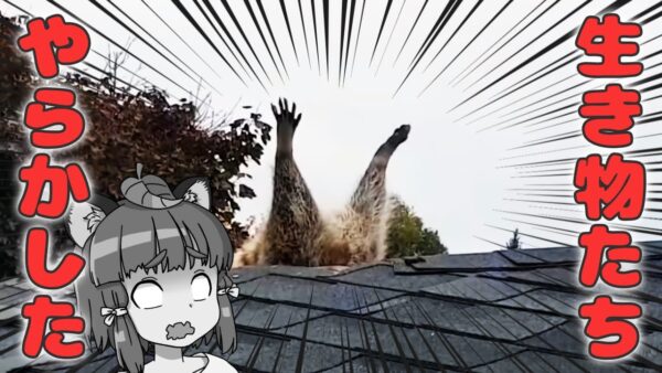 【ゆっくり解説】ハプニングをやらかした生き物たち3選