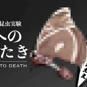 【漫画】「死への羽ばたき」蛾を○○した恐るべき闇実験【マンガ動画／ゆっくり解説】