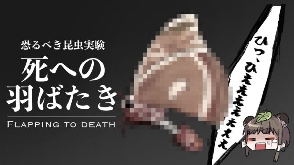 【漫画】「死への羽ばたき」蛾を○○した恐るべき闇実験【マンガ動画／ゆっくり解説】