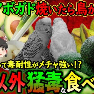 【ゆっくり解説】アボカドを焼いたら鳥が全滅！？ヒト以外に猛毒な食べ物たちについて