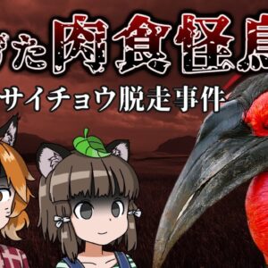 【ゆっくり解説】肉食怪鳥！？ミナミジサイチョウ脱走事件｜絶滅危惧種が逃げ出した！？