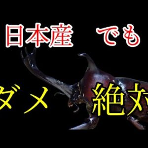 【解説】#13 買ったカブトムシを絶対に逃がしてはいけない理由