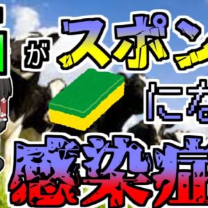 【2001年】突然立てなくなり、異常な行動をしていた牛･･･検査すると脳がスカスカのスポンジ状態だった『狂牛病騒動』