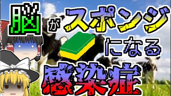 【2001年】突然立てなくなり、異常な行動をしていた牛･･･検査すると脳がスカスカのスポンジ状態だった『狂牛病騒動』