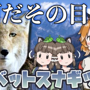 【ゆっくり解説】すべての感情を失った？チベットスナギツネ【へんないきもの#65】