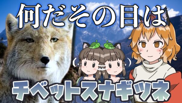 【ゆっくり解説】すべての感情を失った？チベットスナギツネ【へんないきもの#65】