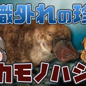 【ゆっくり解説】常識はずれの珍獣！？カモノハシ【へんないきもの#66】