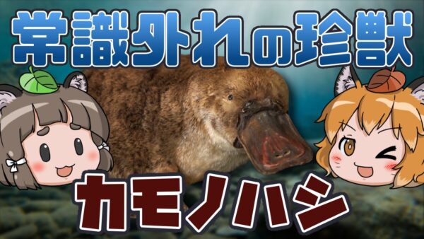 【ゆっくり解説】常識はずれの珍獣！？カモノハシ【へんないきもの#66】