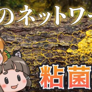 【ゆっくり解説】人類より賢いアメーバ！？粘菌の恐るべき能力【へんないきもの#68】