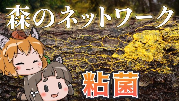 【ゆっくり解説】人類より賢いアメーバ！？粘菌の恐るべき能力【へんないきもの#68】