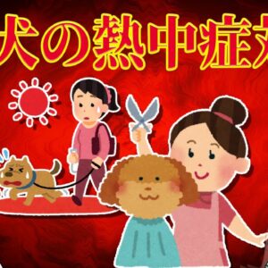 【ゆっくり解説】夏のサマーカットはNG！？実はダメな犬の熱中症対策
