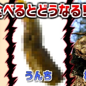 ギリギリ食べられるかどうか境目な『物』１０選【VOICEROID解説】