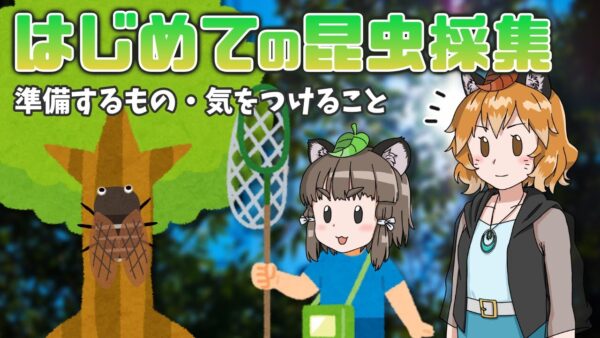 【ゆっくり解説】夏休み前必見！安全に楽しむ昆虫採集の始め方