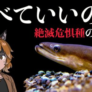 【ゆっくり解説】絶滅危惧種のウナギ、食べてもいいの？深刻な稚魚密漁問題