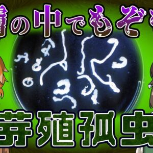 【ゆっくり解説】「芽殖孤虫」皮膚からボロボロ出てくる寄生虫の恐怖