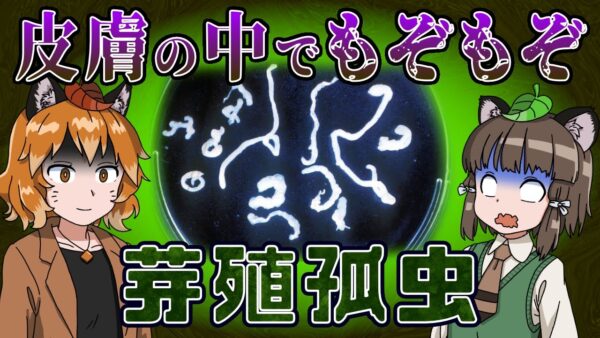 【ゆっくり解説】「芽殖孤虫」皮膚からボロボロ出てくる寄生虫の恐怖