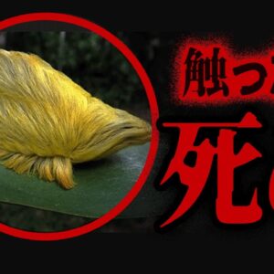 【ゆっくり解説】こいつもマジでヤバい…身近にいる危険な虫10選-Part2