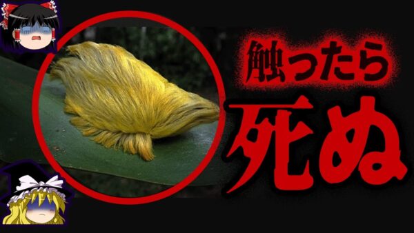 【ゆっくり解説】こいつもマジでヤバい…身近にいる危険な虫10選-Part2
