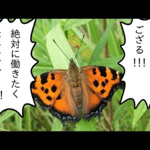 【解説】#14 ヒオドシチョウ～来年から本気出す！！リアルニート侍～