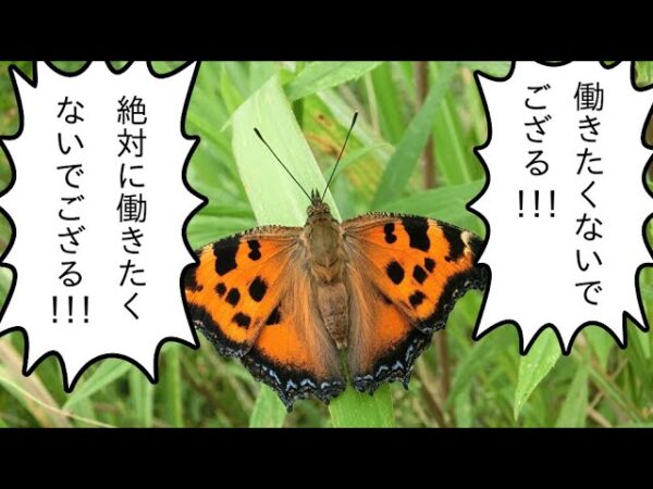 【解説】#14 ヒオドシチョウ～来年から本気出す！！リアルニート侍～
