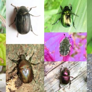 【解説】#15 これってコガネムシ？カナブン？みんなは何て言う？「名前」の秘密を徹底深堀り！