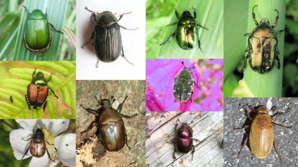 【解説】#15 これってコガネムシ？カナブン？みんなは何て言う？「名前」の秘密を徹底深堀り！