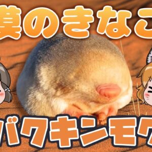 【ゆっくり解説】砂漠のきなこ餅！？サバクキンモグラ【へんないきもの#69】