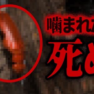 【ゆっくり解説】マジでヤバい…身近にいる危険な虫7選