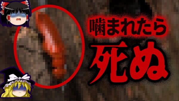 【ゆっくり解説】マジでヤバい…身近にいる危険な虫7選