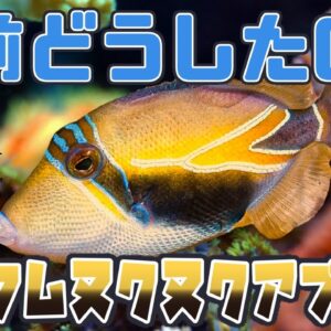【ゆっくり解説】名前どうした？フムフムヌクヌクアプアア【へんないきもの#70】