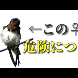 【みじカメの話】ツバメさんは浮●性？(センシティブ注意)